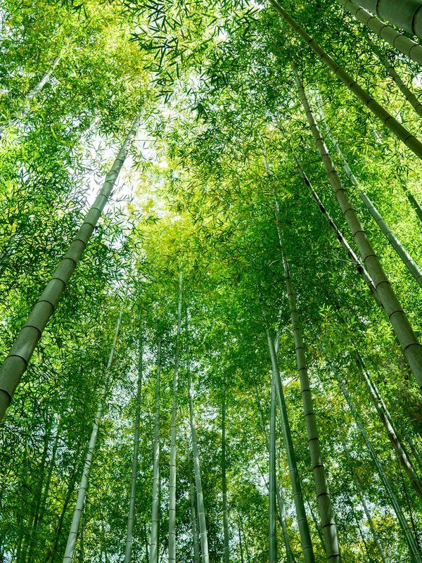 竹林